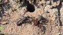 Anoplius viaticus (Black-banded Spider Wasp).jpg